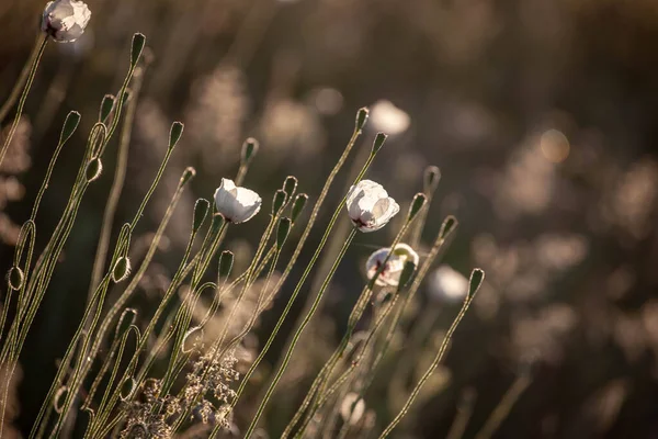 春にケシの花 光線の中のポピー — ストック写真