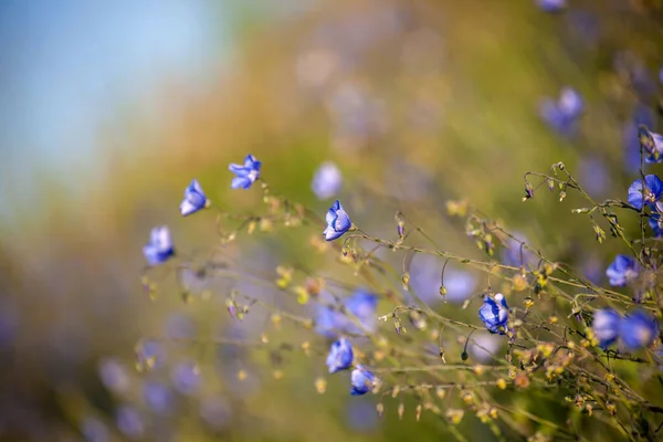 朝の美しい草原の花 — ストック写真