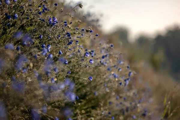 朝の美しい草原の花 — ストック写真