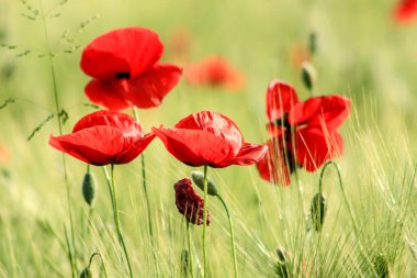 Baharda gelincik çiçekleri, Mayıs