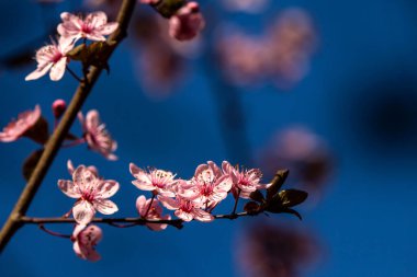 İlkbaharda meyveler açar..