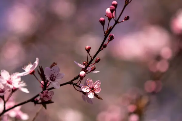 Fruits Blossom Spring — Stock Photo, Image