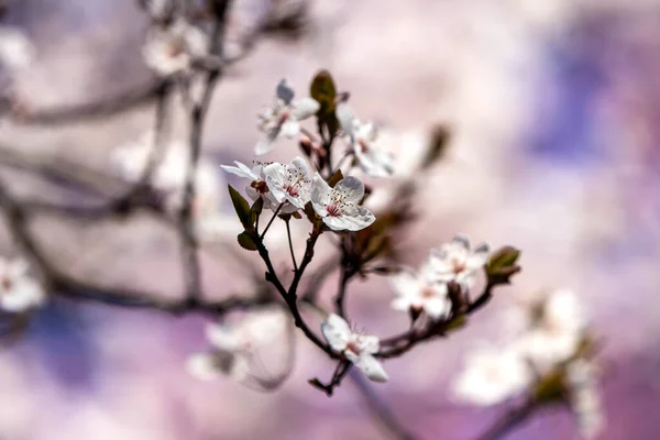 Frutti Sbocciano Primavera — Foto Stock