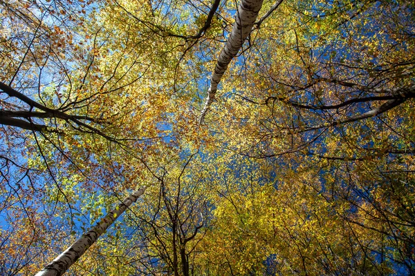 Feuilles Colorées Automne Forêt Automne — Photo