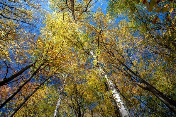 Folhas Coloridas Outono Floresta Outono — Fotografia de Stock