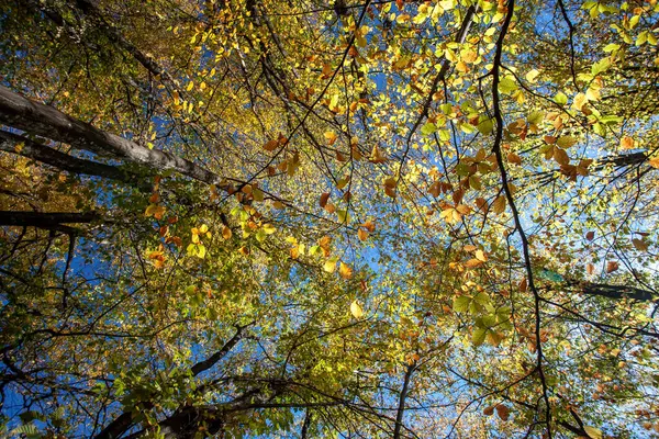 Bunte Blätter Herbst Herbstwald — Stockfoto