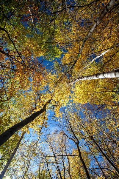 秋にカラフルな葉 秋の森 — ストック写真