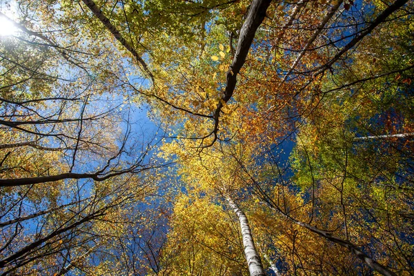 Barevné Listy Podzim Podzimní Les — Stock fotografie