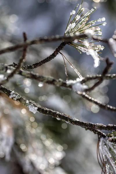 Inverno Neve Ghiaccio Foresta Inverno — Foto Stock