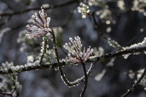 Inverno Neve Gelo Floresta Inverno — Fotografia de Stock