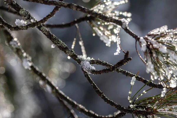 Зима Сніг Лід Ліс Взимку — стокове фото