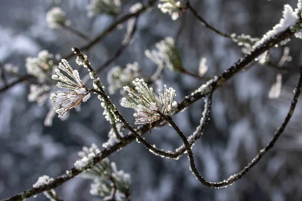 Inverno Neve Ghiaccio Foresta Inverno — Foto Stock