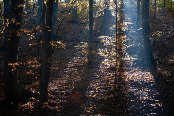 Kleurrijke Herfstbomen Bos Verlicht Door Zon — Stockfoto