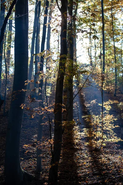 Ormanda Güneşle Aydınlatılan Renkli Sonbahar Ağaçları — Stok fotoğraf