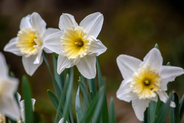 Bahçedeki renkli çiçekler, bahar