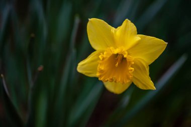 Bahçedeki renkli çiçekler, bahar