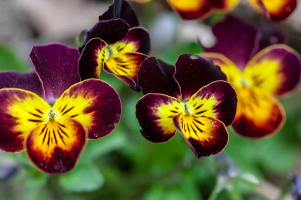 Kolorowe Kwiaty Ogrodzie Wiosna — Zdjęcie stockowe