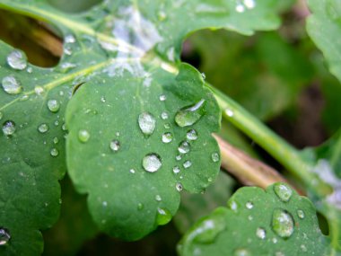 Yaprağın üzerine su damlıyor.