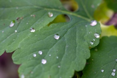 Yaprağın üzerine su damlıyor.