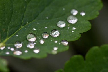 Yaprağın üzerine su damlıyor.