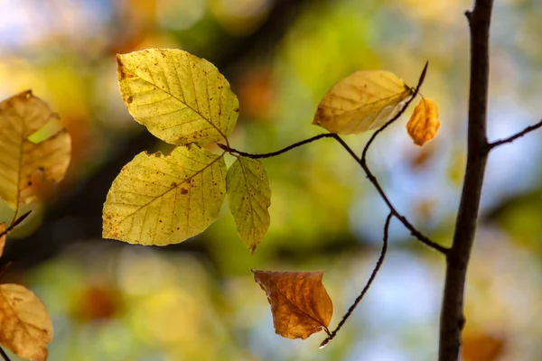 Bunter Herbst Park Detail Aus Dem Park Verschiedenen Farben Verträumte — Stockfoto