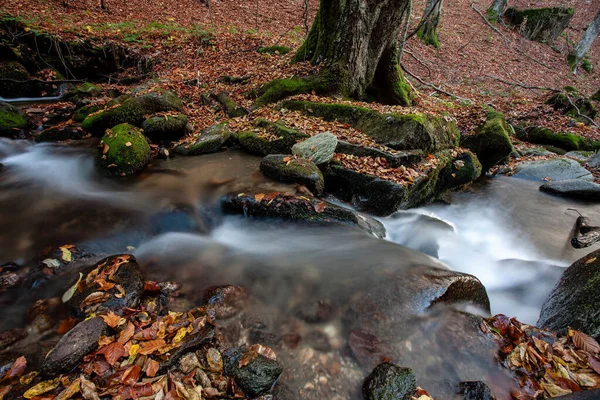 Strumień Górski Jesienią Strumień Lesie — Zdjęcie stockowe