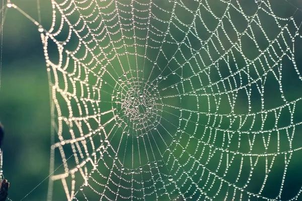 朝日に照らされた蜘蛛の巣を持つ草 — ストック写真