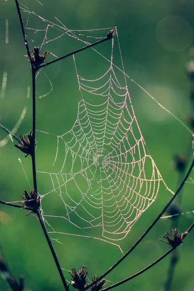 Gras Mit Einem Spinnennetz Das Von Der Morgensonne Angestrahlt Wird — Stockfoto