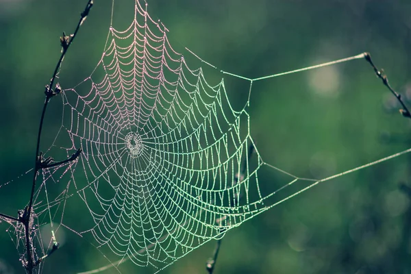 Grass Spider Web Lit Morning Sun — Stock Photo, Image