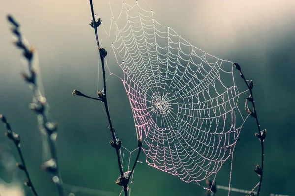 Gras Mit Einem Spinnennetz Das Von Der Morgensonne Angestrahlt Wird — Stockfoto
