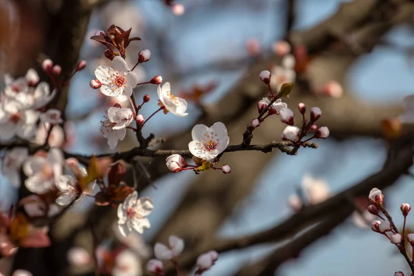 Gyümölcsök Tavasszal Virágoznak — Stock Fotó
