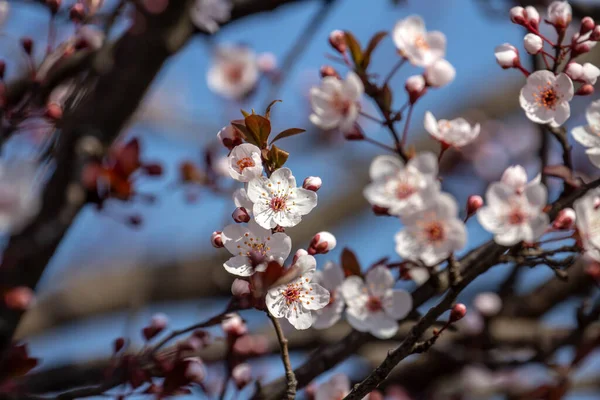Gyümölcsök Tavasszal Virágoznak — Stock Fotó