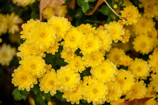 Flores Otoño Flores Octubre — Foto de Stock