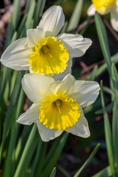 Bunte Blumen Garten Frühling — Stockfoto