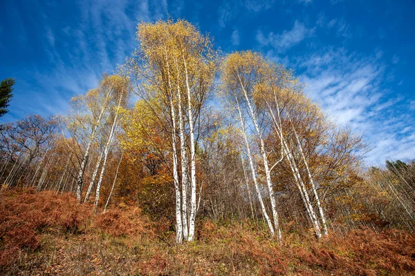 Renkli Dağ Manzarası Dağlarda Sonbahar — Stok fotoğraf