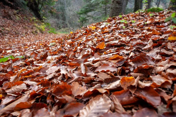 Prachtige Kleurrijke Bladeren Herfst — Stockfoto