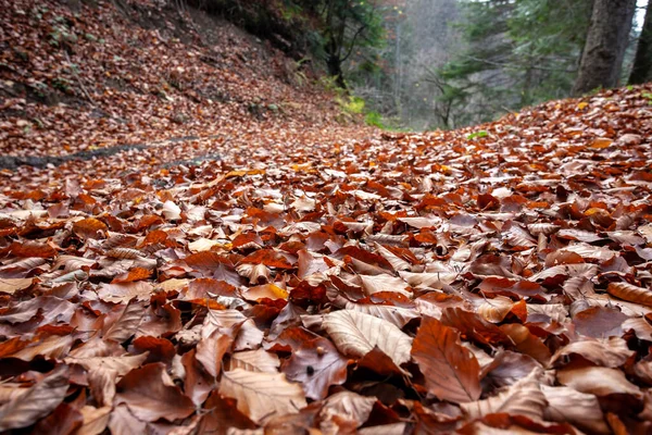 Krásné Barevné Listy Podzim — Stock fotografie
