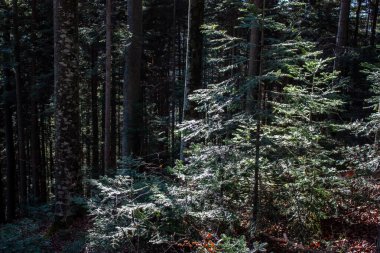 Ormanda yapraklar. Sonbaharda yapraklar.