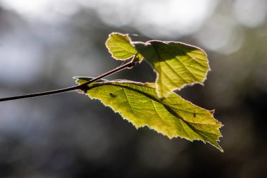 Ormanda yapraklar. Sonbaharda yapraklar.