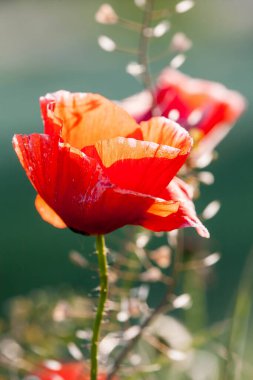 Baharda gelincik çiçekleri, Mayıs