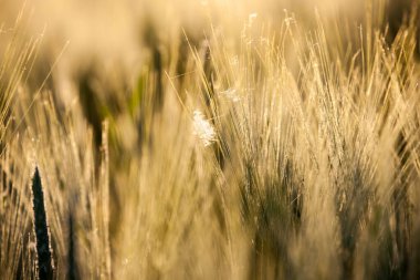 Grain and grass illuminated by the morning sun.