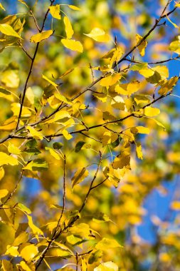 Sonbaharda güzel renkli yapraklar.