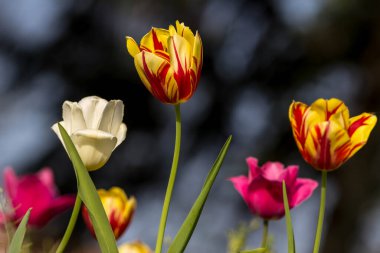 Bahçedeki laleler. Baharda laleler.