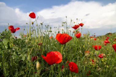 Baharda gelincik çiçekleri, Mayıs