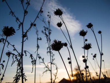 Grass and field plants at sunset.