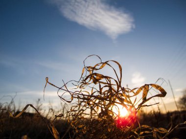 Grass and field plants at sunset.