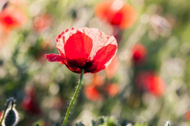 Baharda gelincik çiçekleri, Mayıs