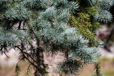 The branches of pine trees.