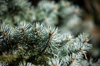 The branches of pine trees.