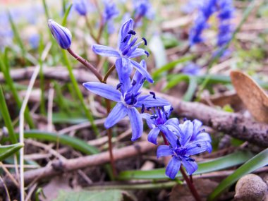 Violet Hyacinth (Hyacinthus orientalis) blooms in the garden in May. Lush blooming flower of blue purple Hyacinth. Spring floral background. First spring flowers. 